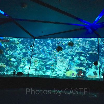 香港オーシャンパーク：水族館としてのみどころ