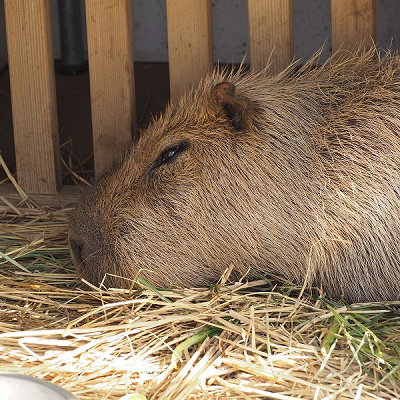 カピパラものんびり眠ってしまいそうな顔つきです