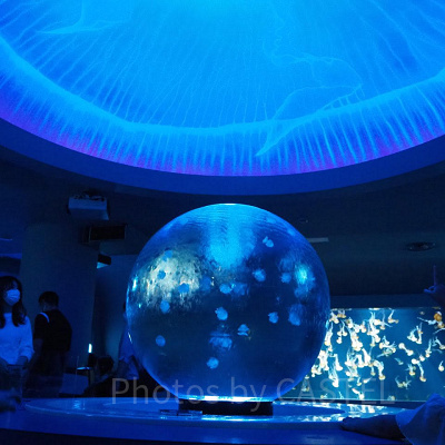 クラゲファンタジーホール／新江ノ島水族館