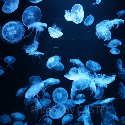 AOAO SAPPOROのクラゲ