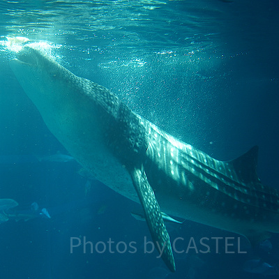海遊館のジンベエザメ