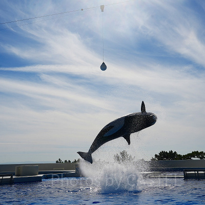 神戸須磨シーワールドのシャチショー：見どころ