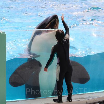 鴨川シーワールドのシャチ