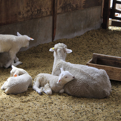 2022年生まれの子羊たち