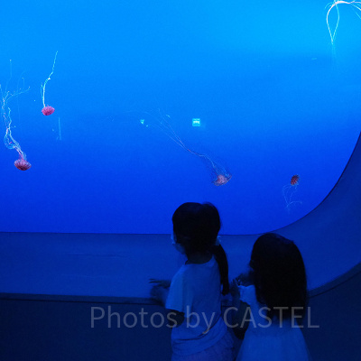 クラゲの大水槽