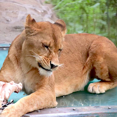 富士サファリパークのメスライオン