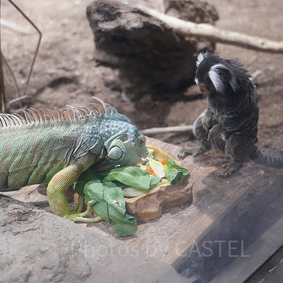 イグアナのご飯を狙うマーモセット