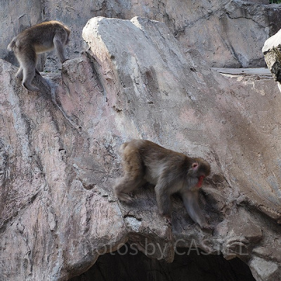 上野動物園の猿山