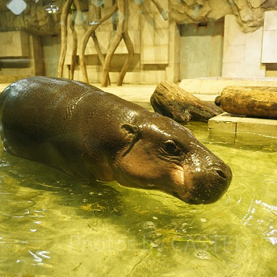 ニフレルのミニカバ