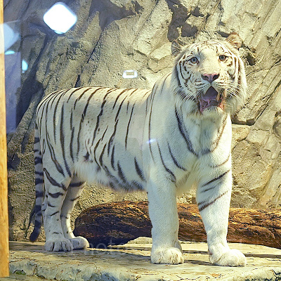 ニフレルのアイドル「アクアくん」