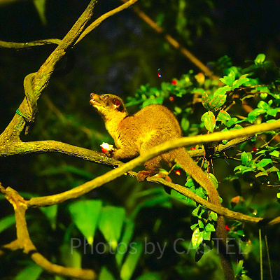 ナイトサファリ：夜だけ運営する動物園
