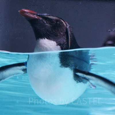 AOAO SAPPOROのキタイワトビペンギン