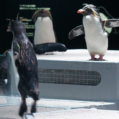 AOAO SAPPOROのキタイワトビペンギン