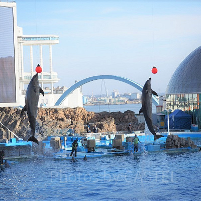 大規模なイルカショーも魅力の1つ