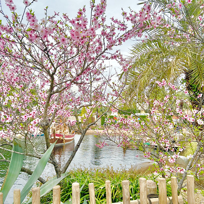 サルタンズ・オアシス向かい側の桜