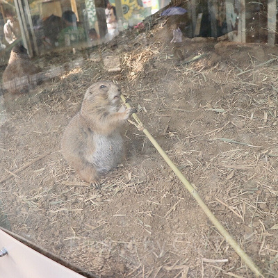 その他の動物