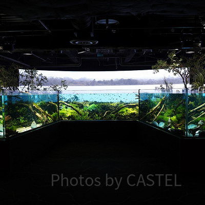 パンタナルの大水槽