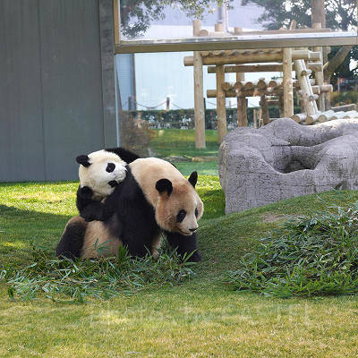 仲の良い親子のパンダ
