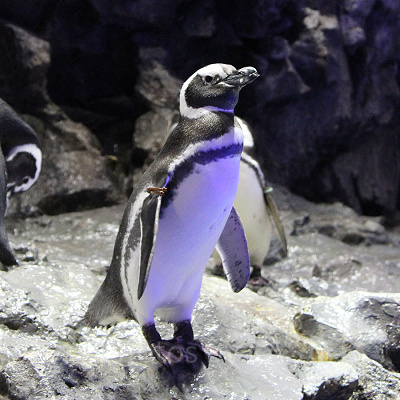 バレンタインはペンギンが主役