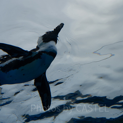 サンシャイン水族館ならではの天空のペンギン