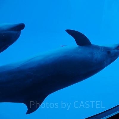 名古屋港水族館