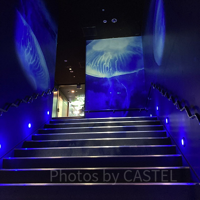 2階へ続くプロジェクションマッピング階段