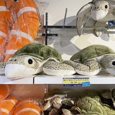 リアルアオウミガメぬいぐるみ