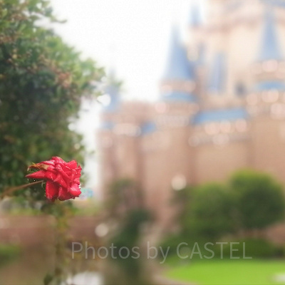 シンデレラ城前の赤い花