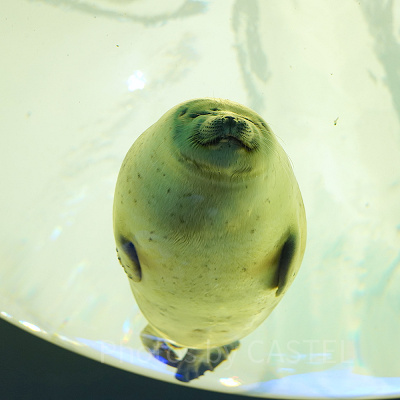 ワモンアザラシ