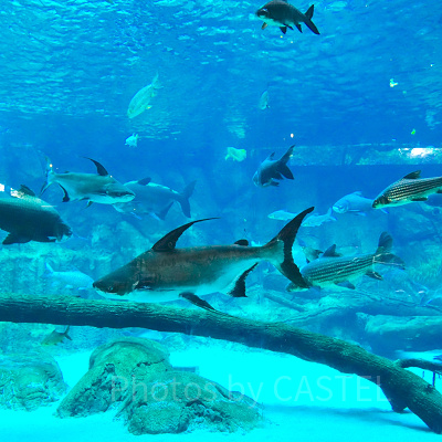 リバーワンダー：全10のゾーン