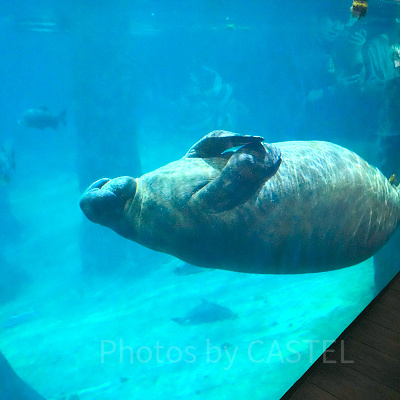 リバーワンダー：マナティ