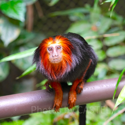 リバーワンダー：オープンズーの魅力
