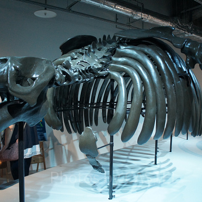 サッポロカイギュウの骨格展示