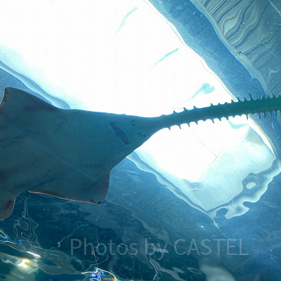 天井で一休みするノコギリエイ