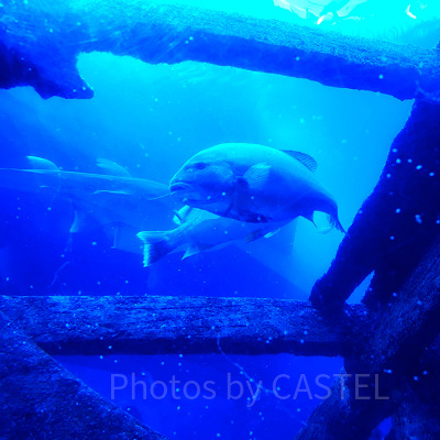 シーアクアリウム：難破船の残骸をすみかにする魚たち