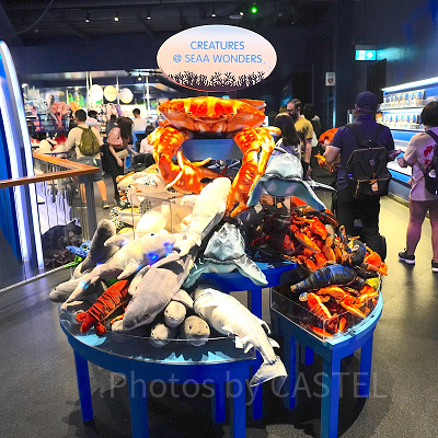 シーアクアリウム：ギフトショップ