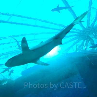 シーアクアリウム：サメ水槽「シャークシー」