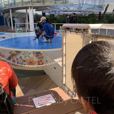 アシカ・パフォーマンスタイム/ アシカ・フィーディングタイム