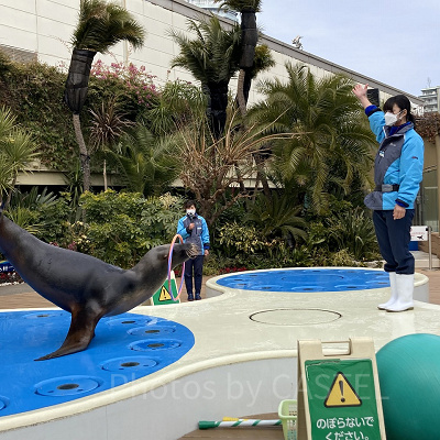 アシカトレーニング