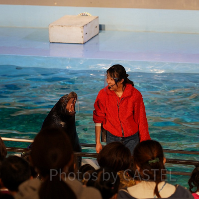 アシカがゲストのすぐ目に前に