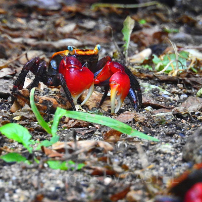 セバスチャンの正体はカニ