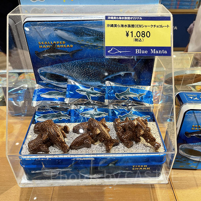 美ら海水族館のシャークチョコレート