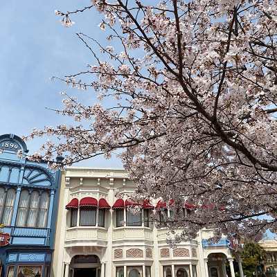 ホームストア前の桜（ソメイヨシノ）