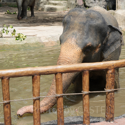 シンガポール動物園：アジアゾウ