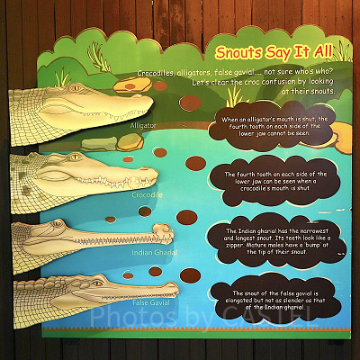 シンガポール動物園：ワニの仲間