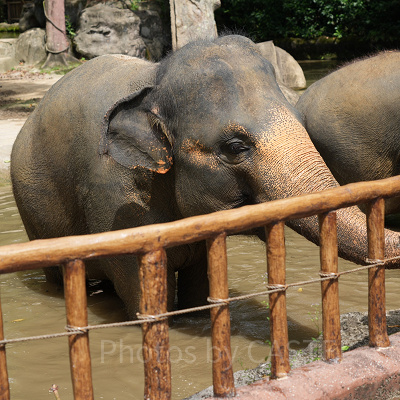 シンガポール動物園：餌やり体験も充実