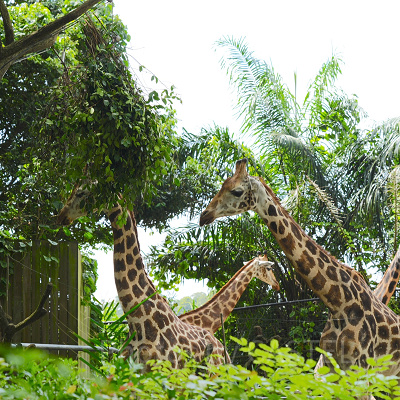 シンガポール動物園