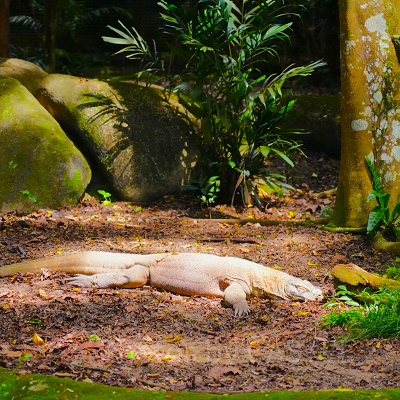 シンガポール動物園：コモドドラゴン