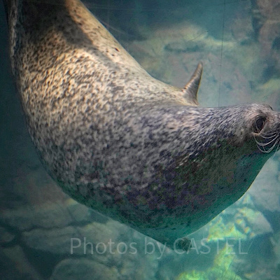 ゴマフアザラシ