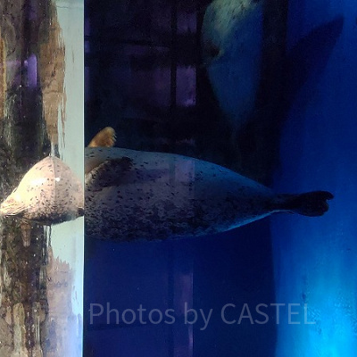 ゴマフアザラシは「ワイルドストリート」で見られます！